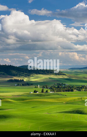 De fermes au milieu des collines de champs de blé vert dans la région de Palouse l'empire intérieur de Washington Banque D'Images