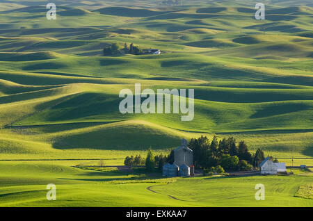 De fermes au milieu des collines de champs de blé vert dans la région de Palouse l'empire intérieur de Washington Banque D'Images