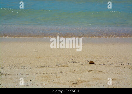Petite Boule de fibre sur une plage de sable, à Majorque, îles Baléares, Espagne. Banque D'Images