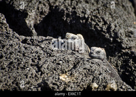 Bébé iguane marin (Amblyrhynchus cristatus) dans les îles Galapagos Banque D'Images