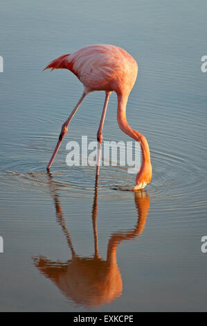 Caraïbes Flamingo (Phoenicopterus ruber) alimentation, îles Galapagos, Equateur Banque D'Images