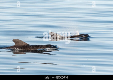 Deux baleines pilotes juste briser la surface dans le calme d'une mer bleue. Banque D'Images