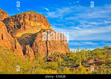 Ajo Range, monts, tuyau d'Organe National Monument, Arizona, USA Banque D'Images