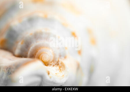 Natural spa - seashell avec obus éclairants Banque D'Images