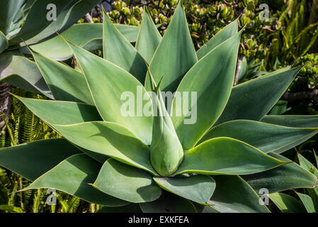 Dans le jardin des plantes. San Antonio de Pichincha, Equateur. Banque D'Images