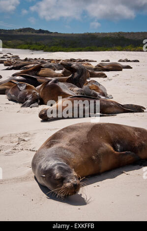 Les lions de mer des Galápagos se prélasse sur la plage avec l'océan, l'île d'Espanola, Equateur Banque D'Images