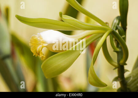 Close-up of Vanilla planifolia plante et fleurs Banque D'Images