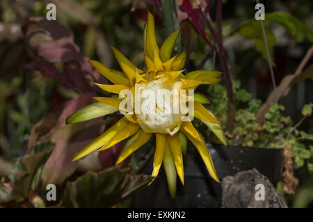 Orchidée jaune fleur de cactus, Epiphyllum ackermannii, fleurit dans un jardin au printemps Banque D'Images