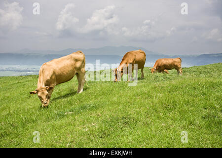 L'herbe d'alimentation des bovins Shorthorn Banque D'Images