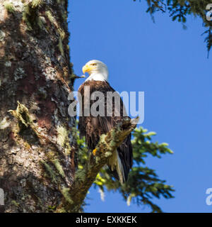Un pygargue perchée fièrement sur une branche près de son nid sur l'île de Vancouver à Ucluelet (Colombie-Britannique) Banque D'Images