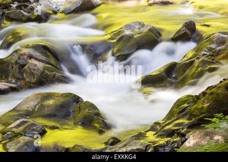 Soleil vert et or arbres se reflétant dans le Sol Duc River dans la région de Olympic National Park, Washington. Banque D'Images