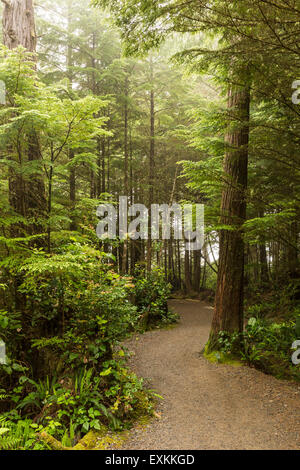 Un matin brumeux sur la boucle du sentier Wild Pacific à Ucluelet, île de Vancouver, Colombie-Britannique Banque D'Images