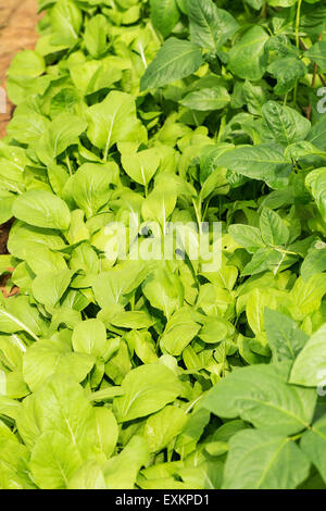 Chou chinois frais plantés dans le jardin de légumes Banque D'Images