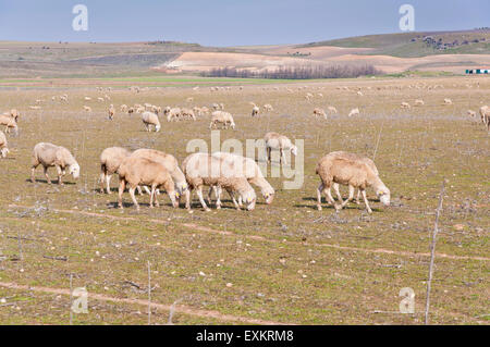 Troupeau de moutons paissant sur des pâturages secs à Ciudad Real, La Mancha, Espagne Banque D'Images