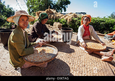 Les femmes locales de la tribu de l'ordonnateur de grains de maïs de tri, près de Heho, l'État de Shan, Myanmar Banque D'Images