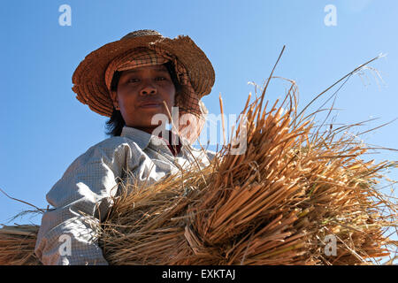 Femme de la tribu de l'action avec un paquet de paille de riz, près de Heho, l'État de Shan, Myanmar Banque D'Images