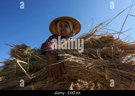 Femme de la tribu de l'action avec un paquet de paille de riz, près de Heho, l'État de Shan, Myanmar Banque D'Images