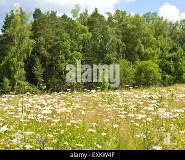 Paysage d'été avec la forêt et prairie en fleurs avec beaucoup de camomille sauvage (ox-eyed daisies). Banque D'Images