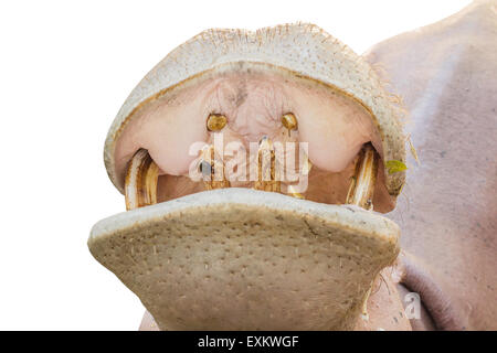 Nom latin - hippopotame, Hippopotamus amphibius isolé sur fond blanc Banque D'Images