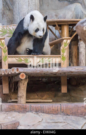 Ours panda géant assis sur chaise de bois Banque D'Images