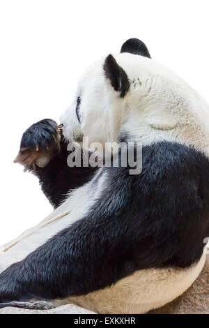 Panda eating bamboo isolé sur fond blanc Banque D'Images