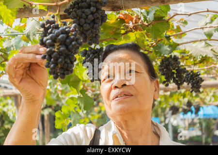 Asian woman thaï avec des raisins dans une vigne Banque D'Images