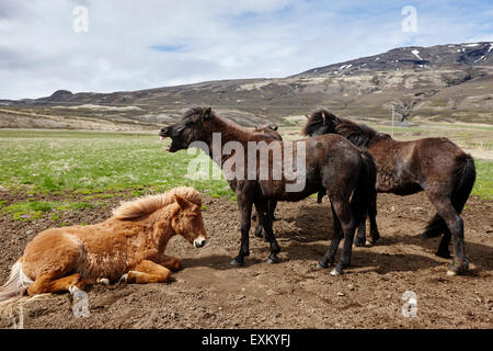 Troupeau de chevaux Islandais l'islande Banque D'Images