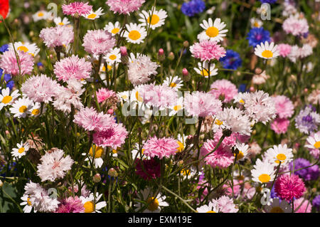 Fleurs sauvages jardin Cottage Anglais Banque D'Images