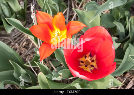 Belle vue sur deux belles tulipes rouges d'en haut Banque D'Images