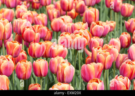 Domaine de tulipes rouges et jaunes colorés vu de dessus Banque D'Images