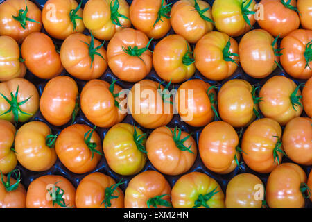 Les tomates fraîches recueillies dans la serre. Après quelques jours de maturation, elles seront toutes rouges. Banque D'Images