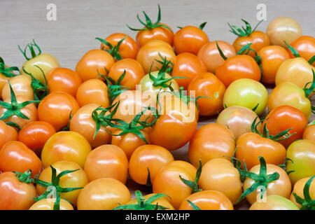 Les tomates fraîches recueillies dans la serre. Après quelques jours de maturation, elles seront toutes rouges. Banque D'Images