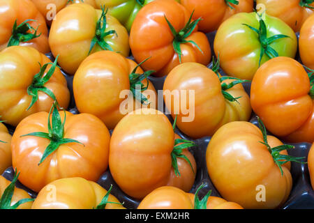 La viande bovine fraîche recueillie dans la serre de tomates. Après quelques jours de maturation, elles seront toutes rouges. Banque D'Images