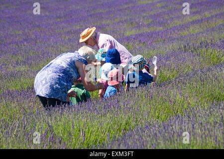 Enfants d'école à la recherche de punaises sur la lavande lors d'une journée portes ouvertes à Lordington Lavender Farm, Lordington, West Sussex, Royaume-Uni en juillet Banque D'Images