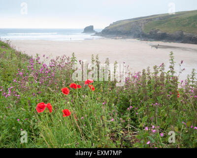 Fleurs sauvages et de coquelicots sur le bord de la falaise surplombant la plage de Porthcothan à Porthcothan Bay North Cornwall UK Banque D'Images