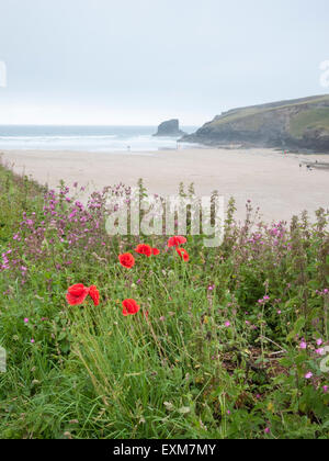 Fleurs sauvages et de coquelicots sur le bord de la falaise surplombant la plage de Porthcothan à Porthcothan Bay North Cornwall UK Banque D'Images