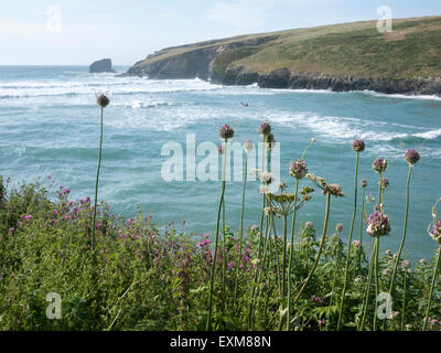 L'ail sauvage les plantes et fleurs sauvages qui poussent sur le bord de la falaise à Porthcothan Bay Cornwall UK Banque D'Images