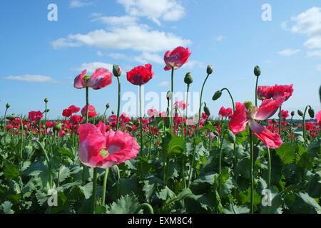 Champ de coquelicots, Angleterre Banque D'Images