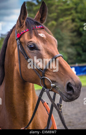 La bred, irlandais pur-sang formés, Bobs Worth qui a remporté la Gold Cup de Cheltenham en 2013. Banque D'Images