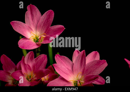 Phalaenopsis Red Hot Imperialisolated sur fond noir Banque D'Images
