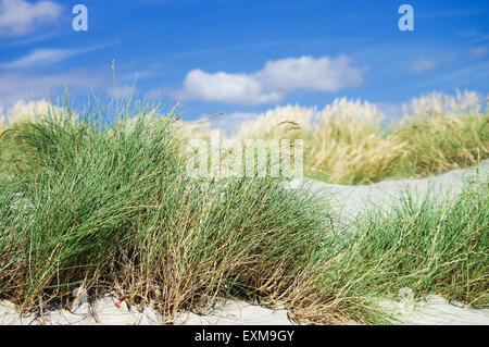 À côté de la mer - East West Wittering, tête Banque D'Images