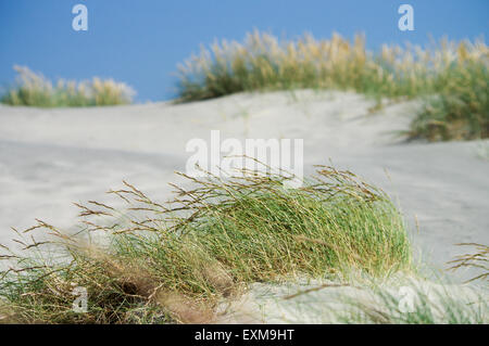 À côté de la mer - East West Wittering, tête Banque D'Images