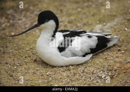 Avocette élégante (Recurvirostra avosetta), également connu sous le nom de black-capped avocet au Zoo Ohrada Hluboká nad Vltavou, en République Tchèque Banque D'Images