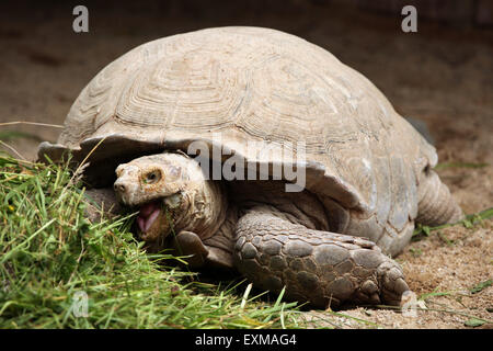 Tortue sillonnée (Centrochelys sulcata), également connu sous le nom de la tortue sulcata au Zoo Ohrada dans Hluboka nad Vltavou. Banque D'Images