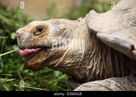 Tortue sillonnée (Centrochelys sulcata), également connu sous le nom de la tortue sulcata au Zoo Ohrada dans Hluboka nad Vltavou. Banque D'Images