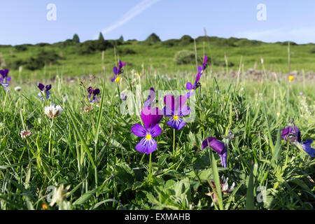 Pansy la montagne Viola Lutea Teesdale supérieure North Pennines County Durham UK Banque D'Images