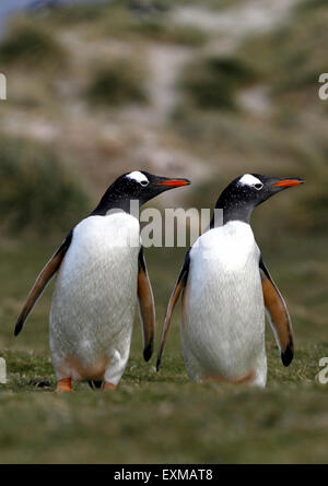 Deux manchots marcher sur l'herbe à côté Falkland Banque D'Images