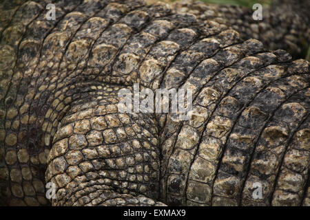 Le crocodile du Nil (Crocodylus niloticus) texture de cuir. La vie sauvage animal. Banque D'Images