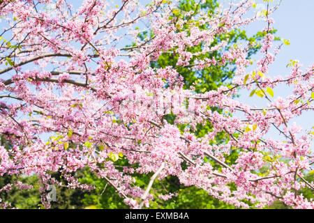 Branches en fleurs de l'est arbre Redbud, également appelé arbre de Judée, Cercis canadensis Nom latin. Banque D'Images