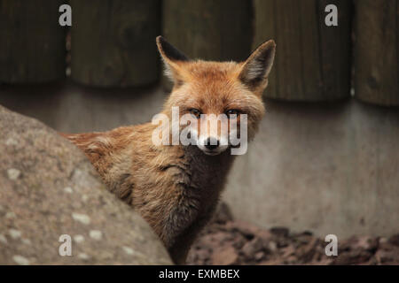 Le renard roux (Vulpes vulpes) au Zoo Ohrada Hluboká nad Vltavou, en Bohême du Sud, en République tchèque. Banque D'Images